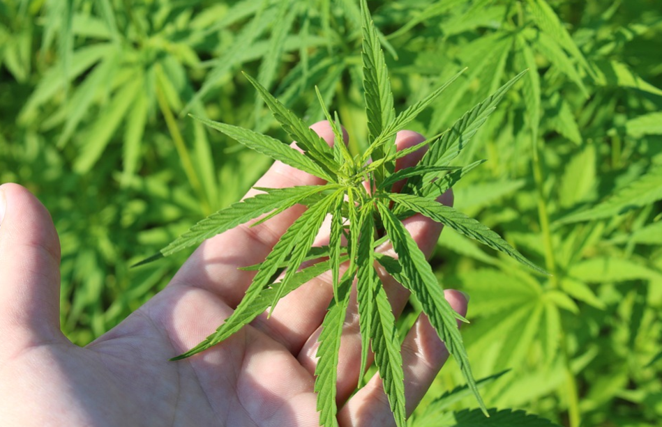 cannabis